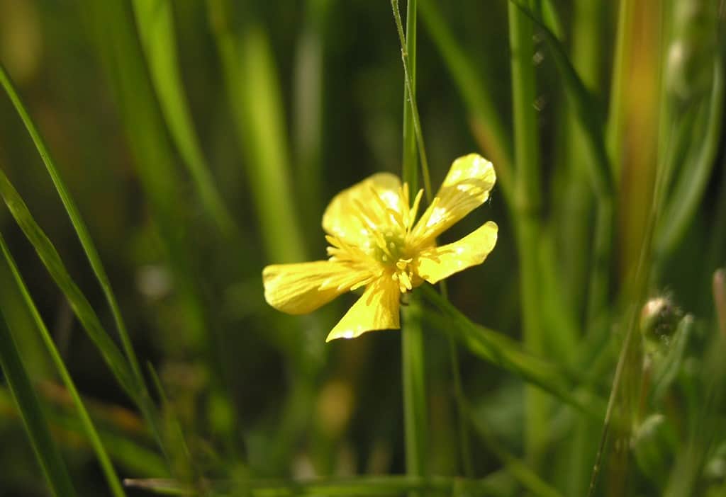 cvijeće je dobro za vaše zdravlje