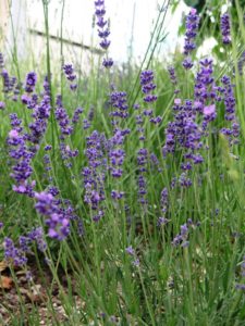 lavanda